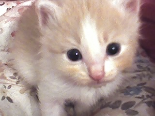 Cute Kitten